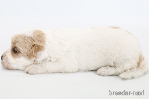 成約済の神奈川県のミックス犬-310933の5枚目